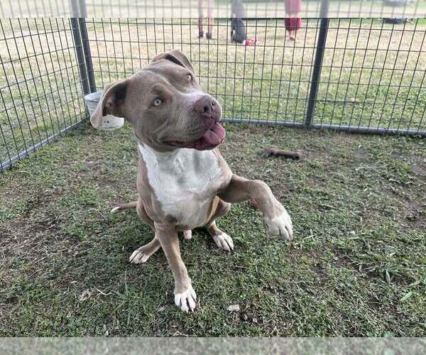 Medium Photo #2 Mutt Puppy For Sale in Abbeville, LA, USA