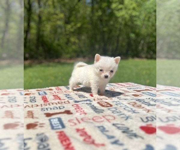 Medium Photo #2 Pomsky Puppy For Sale in DRACUT, MA, USA