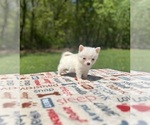 Small #1 Pomsky