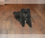 Small #4 Pomeranian