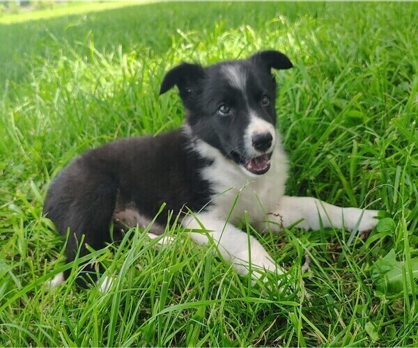 Medium Photo #2 Border Collie Puppy For Sale in NORBORNE, MO, USA