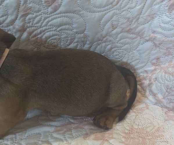 Medium Photo #4 Dachshund Puppy For Sale in WILEY, CO, USA