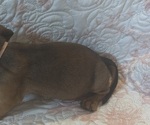 Small Photo #11 Dachshund Puppy For Sale in WILEY, CO, USA