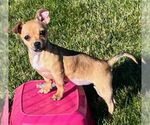 Small #4 Chihuahua