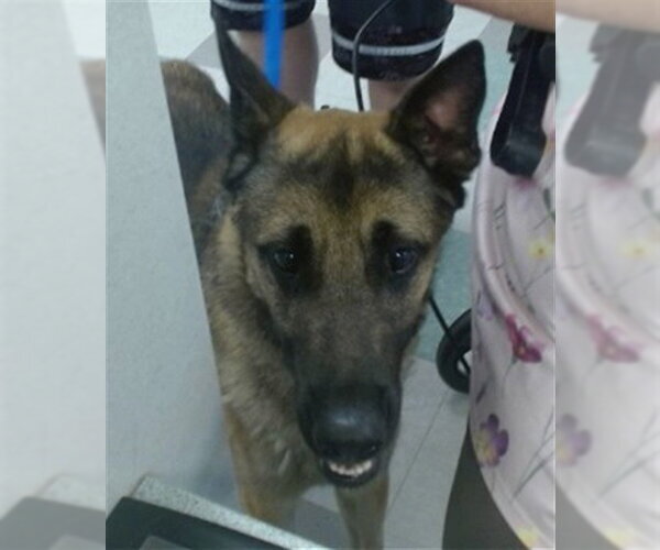 Medium Photo #1 German Shepherd Dog Puppy For Sale in Oklahoma City, OK, USA