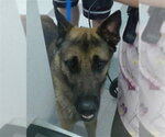 Small German Shepherd Dog