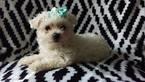 Small Photo #1 Bichon Frise Puppy For Sale in QUARRYVILLE, PA, USA