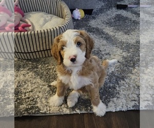 Bernedoodle Litter for sale in ELK GROVE, CA, USA