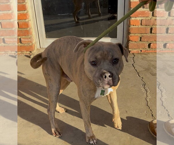 Medium Photo #1 Mutt Puppy For Sale in Woodland Hills, CA, USA