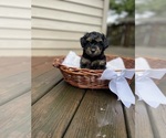 Small #11 YorkiePoo