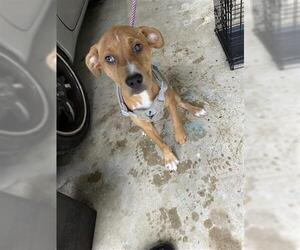Labrador Retriever-Unknown Mix Dogs for adoption in Houston, TX, USA