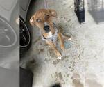 Small Labrador Retriever Mix