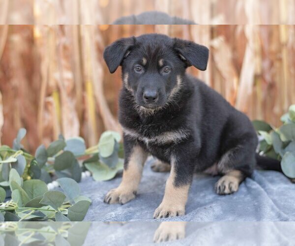 Medium Photo #2 German Shepherd Dog Puppy For Sale in FREDERICKSBURG, OH, USA