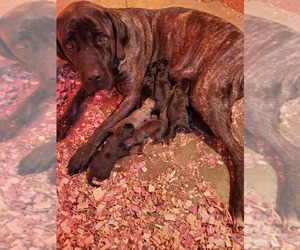 Mastiff Puppy for sale in WESTPORT, IN, USA