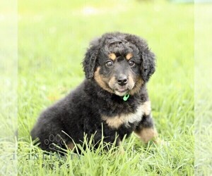 Bernedoodle (Miniature) Puppy for sale in PARADISE, PA, USA