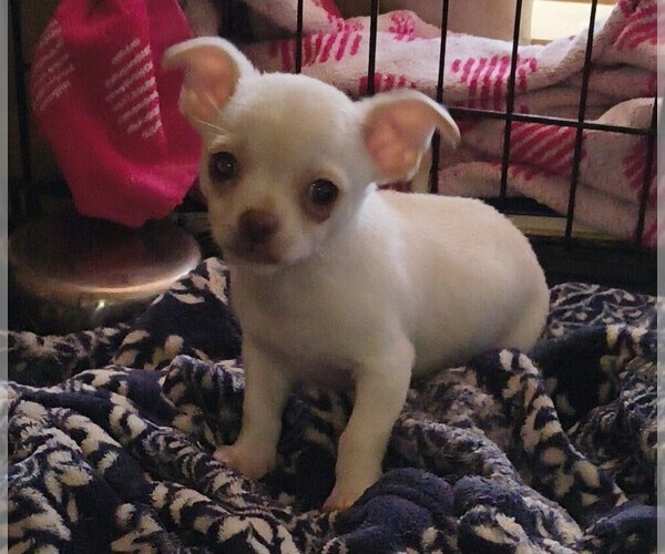 Medium Photo #7 Chihuahua Puppy For Sale in DAYTON, OH, USA
