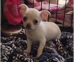 Small #6 Chihuahua