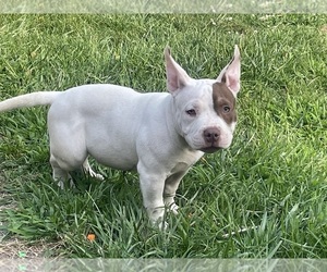 American Bully Puppy for sale in PONTIAC, MI, USA