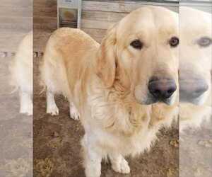 Father of the Golden Retriever puppies born on 01/06/2020