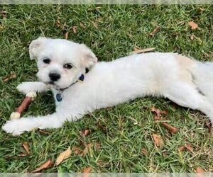 Shih Apso Dogs for adoption in Plantation, FL, USA