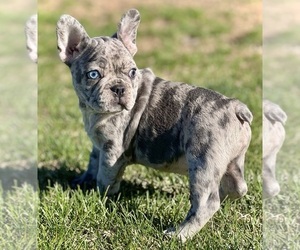 French Bulldog Puppy for Sale in COLORADO SPRINGS, Colorado USA