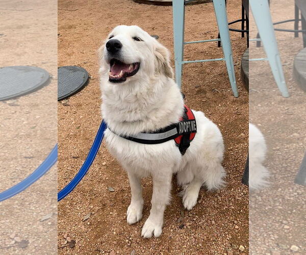 Medium Photo #5 Great Pyrenees Puppy For Sale in Dallas, TX, USA