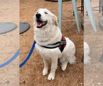 Small #4 Great Pyrenees