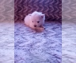 Small Photo #24 Pomeranian Puppy For Sale in CORYDON, IN, USA