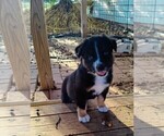 Small Photo #3 Australian Shepherd Puppy For Sale in SAN ANTONIO, TX, USA