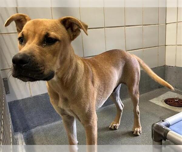 Medium Photo #1 Boxer-Unknown Mix Puppy For Sale in San Antonio, TX, USA