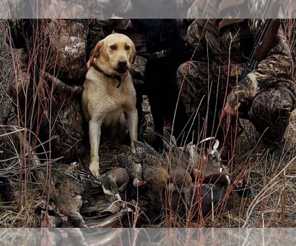 Medium Photo #1 Labrador Retriever Puppy For Sale in CEDAREDGE, CO, USA