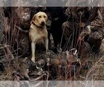 Small Photo #1 Labrador Retriever Puppy For Sale in CEDAREDGE, CO, USA