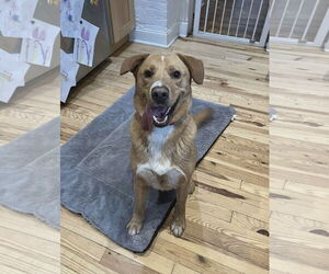 Labrador Retriever-Unknown Mix Dogs for adoption in Westwood, NJ, USA