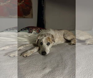 Mutt Dogs for adoption in Rustburg, VA, USA