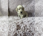 Small Photo #5 Goldendoodle Puppy For Sale in FLOWERY BRANCH, GA, USA