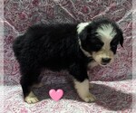 Image preview for Ad Listing. Nickname: Litter of 5