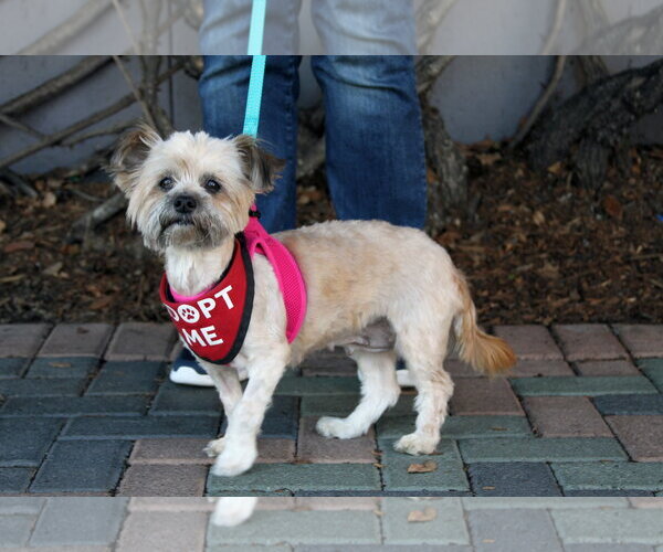 Medium Photo #3 Shih Tzu-Unknown Mix Puppy For Sale in Mission Viejo, CA, USA