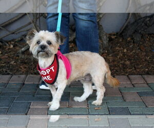 Tootsie - Female Shih Tzu-Unknown Mix Dog for Adoption - Photo #3