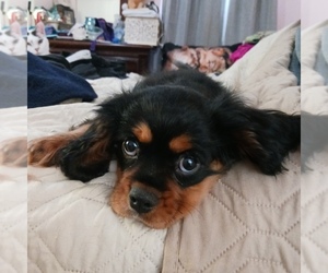 Cavalier King Charles Spaniel Puppy for Sale in ALBANY, Oregon USA