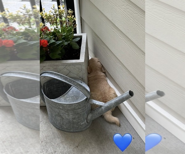 Medium Photo #31 Golden Retriever Puppy For Sale in EXTON, PA, USA