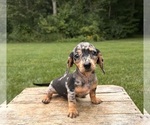 Small #3 Dachshund
