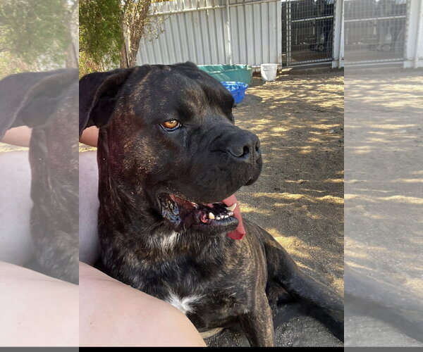 Medium Photo #2 Mutt Puppy For Sale in Goodyear, AZ, USA