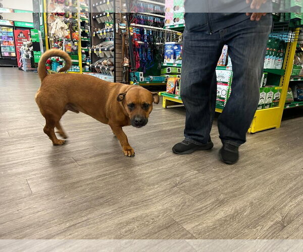 Medium Photo #1 American Pit Bull Terrier-Unknown Mix Puppy For Sale in Woodbury, NY, USA