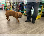 GUS - Male American Pit Bull Terrier-Unknown Mix Dog for Adoption - Small photo
