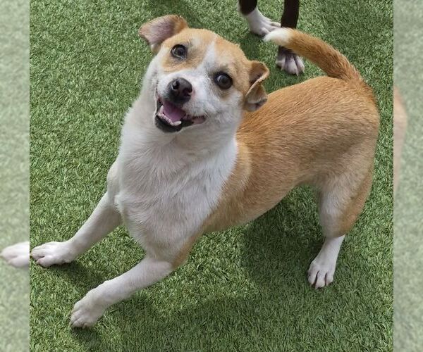 Medium Photo #1 Jack Russell Terrier-Unknown Mix Puppy For Sale in Carrollton, TX, USA