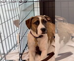 Small #18 Boxer Mix