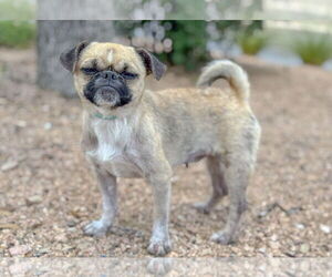 Pug-Unknown Mix Dogs for adoption in PIPE CREEK, TX, USA