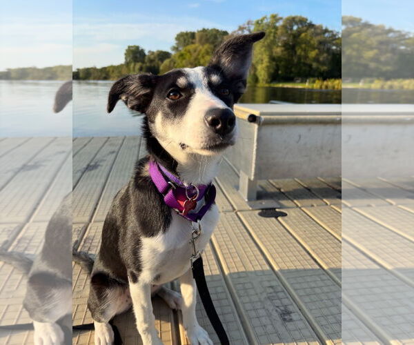 Medium Photo #20 Australian Shepherd-Unknown Mix Puppy For Sale in Grafton, WI, USA