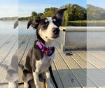 Small #19 Australian Shepherd Mix
