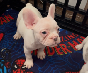Medium French Bulldog
